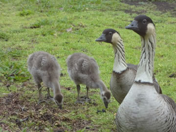 thumb_18_CopyofNeneparentsandgoslings.jpg