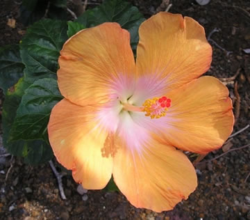 thumb_22_photo4.jpg